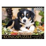 ПазлыKONIGSPUZZLE 1000 дет. Щенок швейцарского зенненхунда ШТK1000-0645, (Рыжий кот)