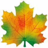10001188 ЭлементДляОформления Кленовый лист (15*15см, вырубка, на скотче), (Хорошо)