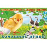 ЗнакомимсяСЖивотными Домашние птицы (Арт.27711), (Фламинго, 2025), Обл, c.16