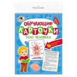 ОбучающиеКарточки Тело человека (16 карточек, двусторонние) (Саркисян И.) КО-2765, (Проф-Пресс, 2024), К, c.16